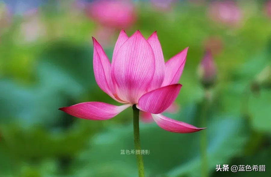 你好夏至愿一切美好都如夏而至,夏至已到愿所有美好如约而至