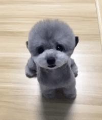 手绘呆萌可爱卡通小动物图片,可爱萌萌的小动物逗趣动图