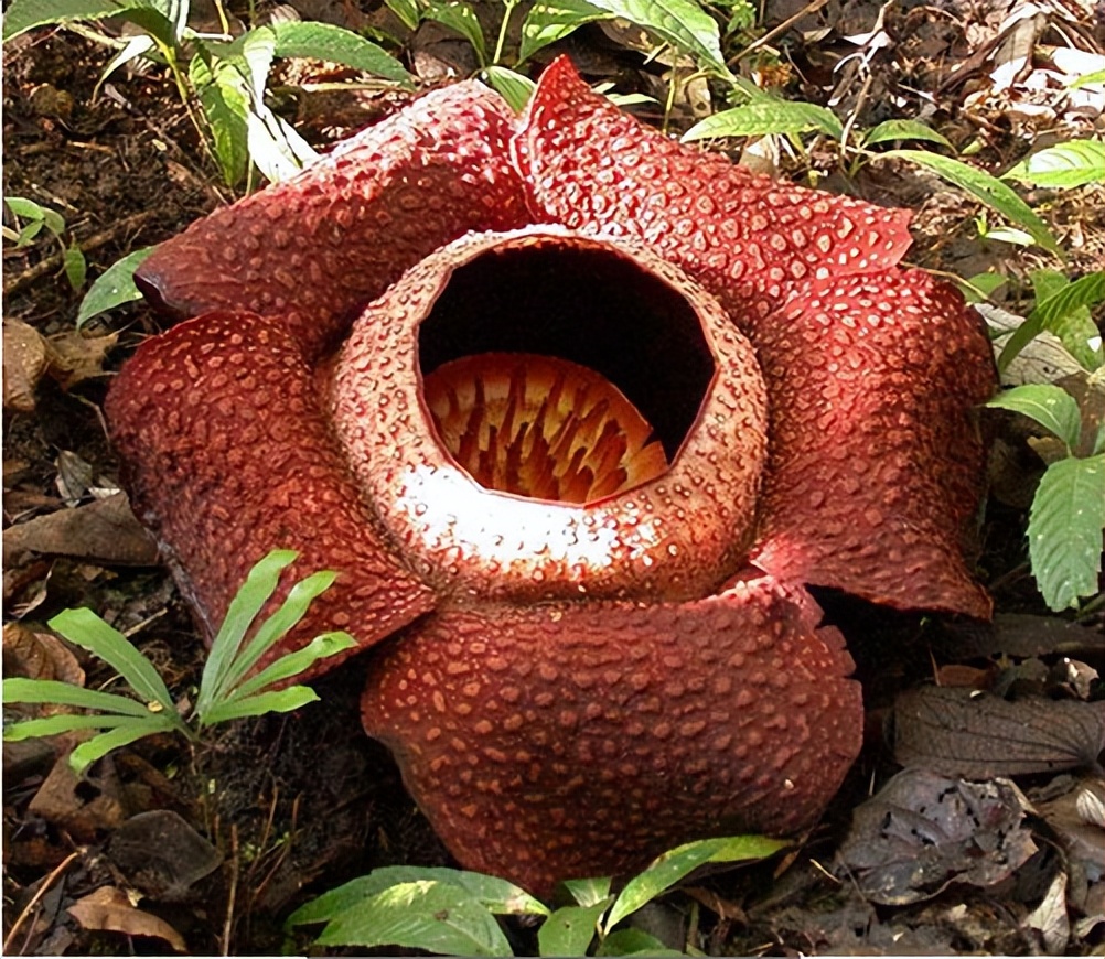 6种“霸王花”，开出来比脸盘大，许多人连见都没见过