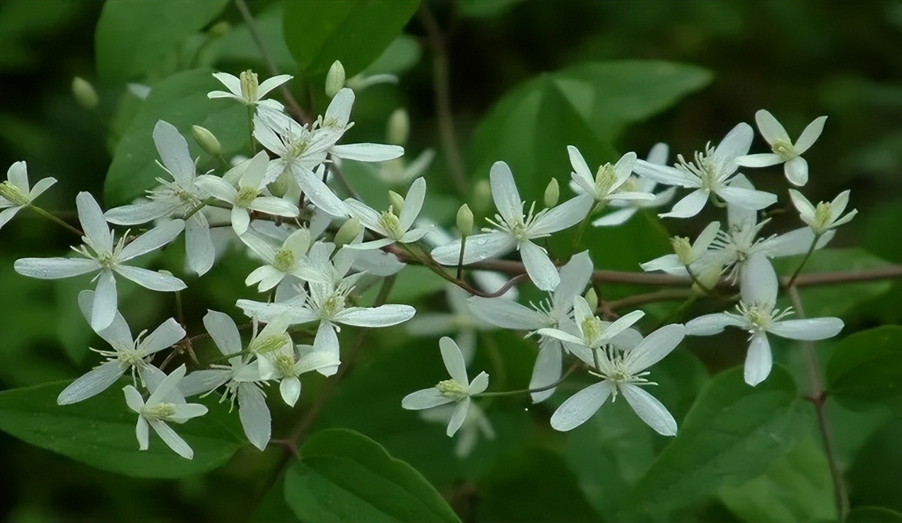 胸椎正骨推拿手法,中医胸椎推拿手法全套教程