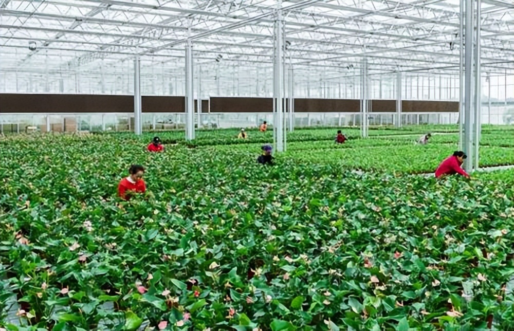 贫困地区农业发展现状,扶贫农业发展前景