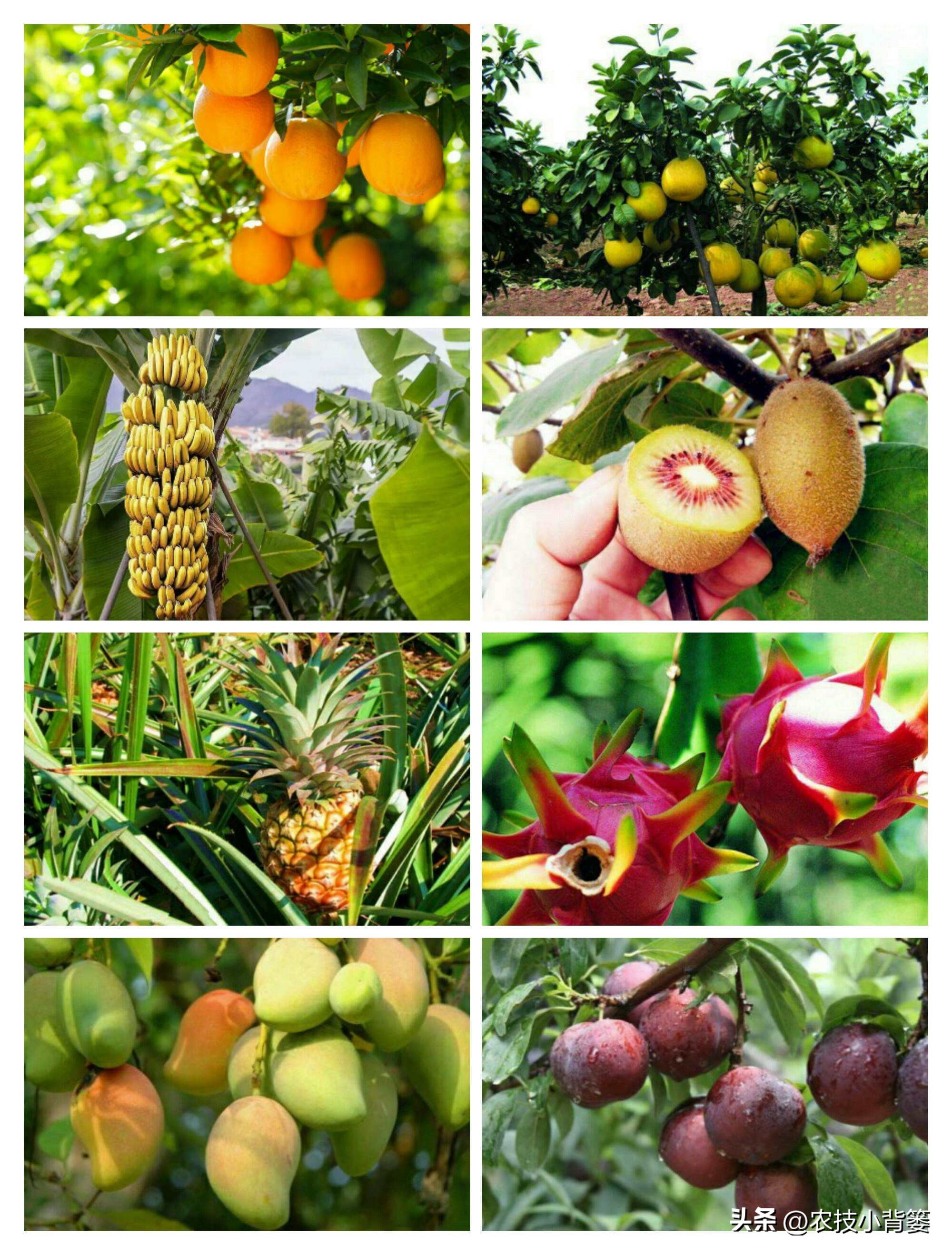 死苗烂根用什么菌肥,大葱重茬烂根防治办法最新