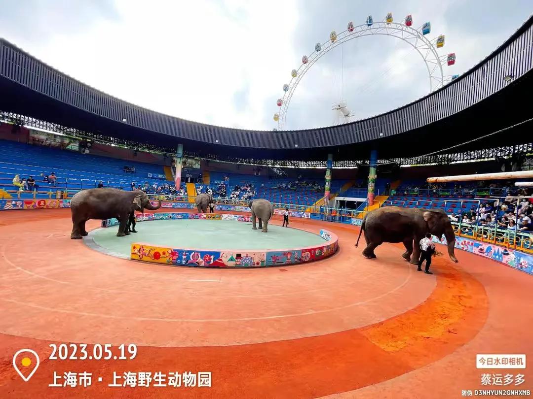 上海野生动物园和上海动物园,上海野生动物园过年营业时间
