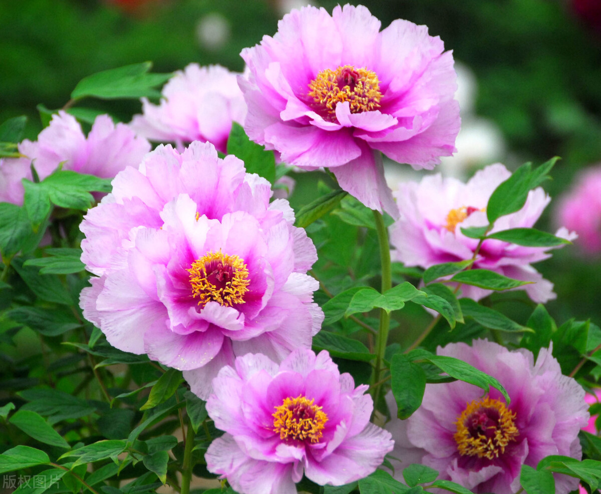 关于春风的诗100首,春风诗词作品欣赏