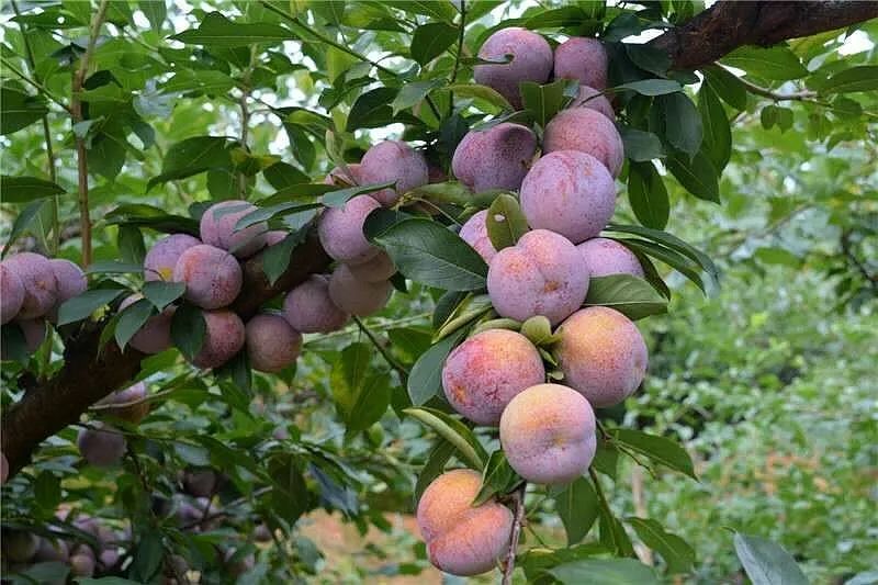 蔷薇科水果是什么,蔷薇亚科著名水果