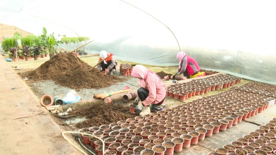高台：花卉迎春“年味”渐浓
