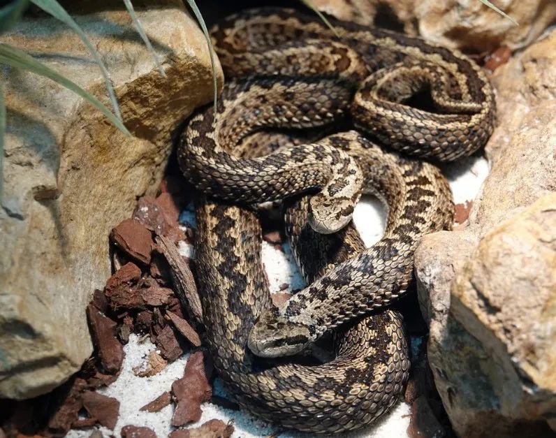 「原来欧洲有这么多种蛇？！」偷师卡塞尔的豢龙大师·下