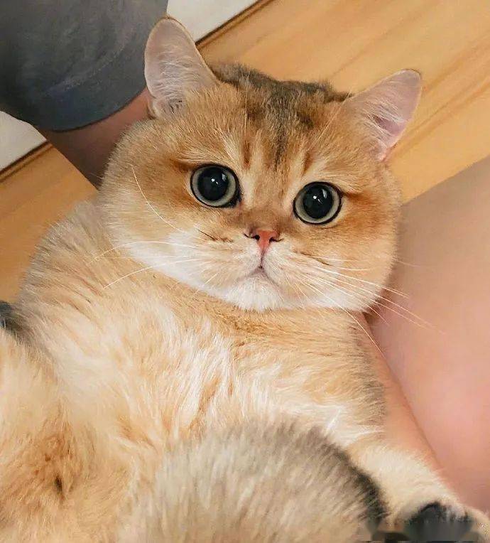 为什么越来越多人养银渐层真香,为什么许多人喜欢养金渐层