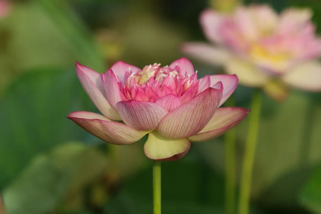 绝美的荷花品种大全图集,超好看荷花品种大型荷花