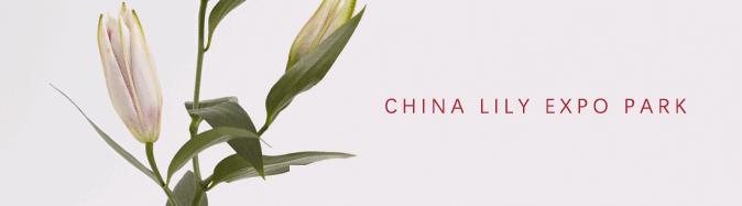 最美邂逅：百合博览园里美不胜收的名贵之花