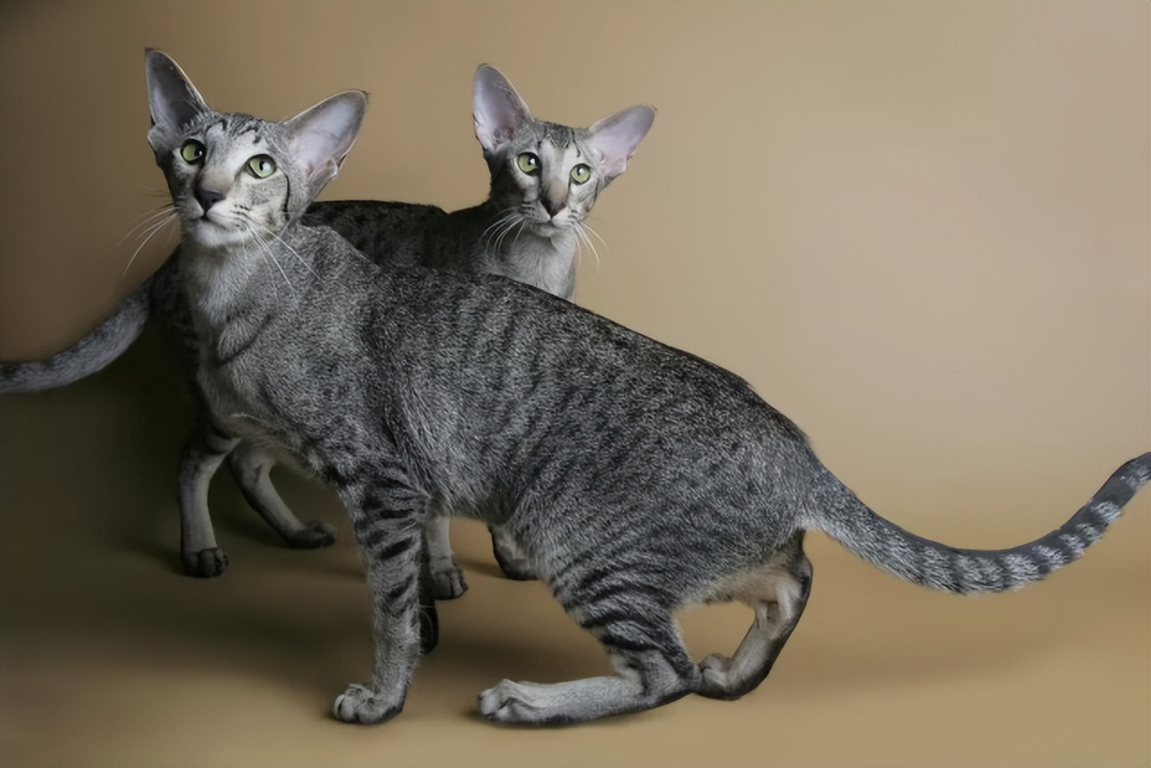 东方短毛猫形态特征,东方短毛猫颜色介绍