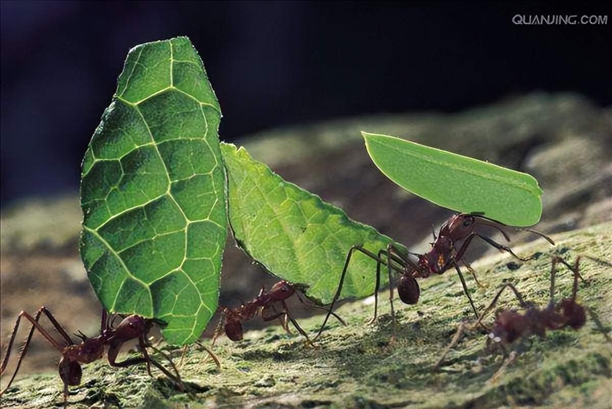 靠“种植”供养百万蚁族，天生长有金属牙齿，切叶蚁有多神奇？