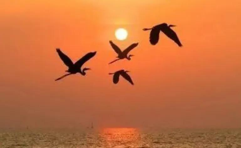 时评语录,时评和解析