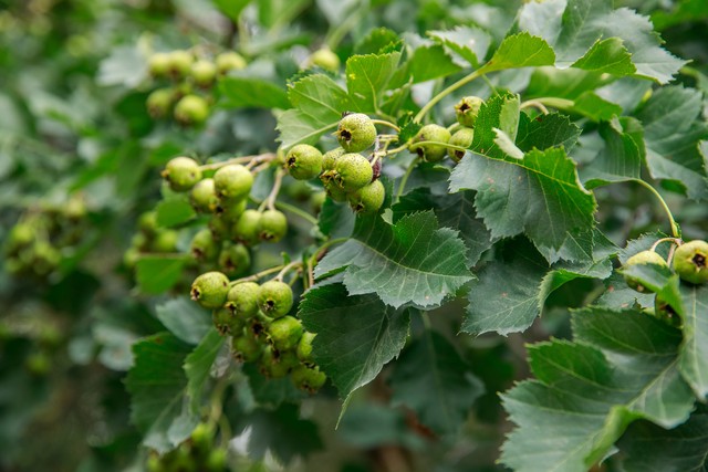 乡土散文:村庄的树