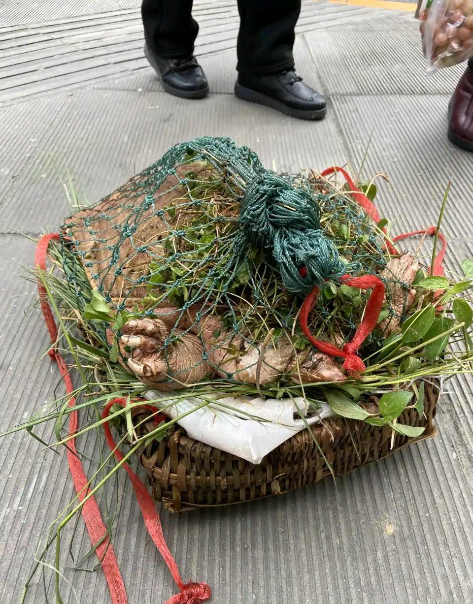 河边发现老鳖晒太阳,老鳖趴在河边