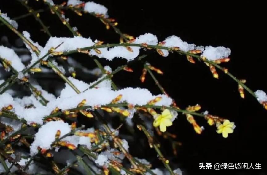 玉堂春富贵指哪些花,玉堂锦绣富贵春寓意