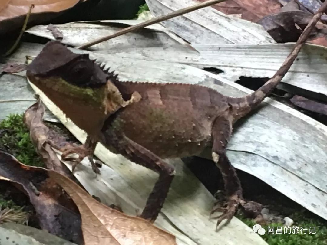 广西十万大山国家森林公园,广西十万大山国家森林公园图片