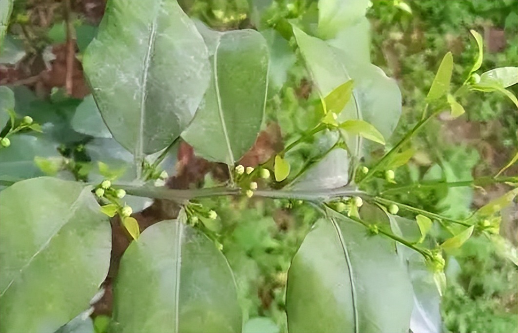 柑橘保果如何抢救看这篇就够了,柑橘保果知识点总结