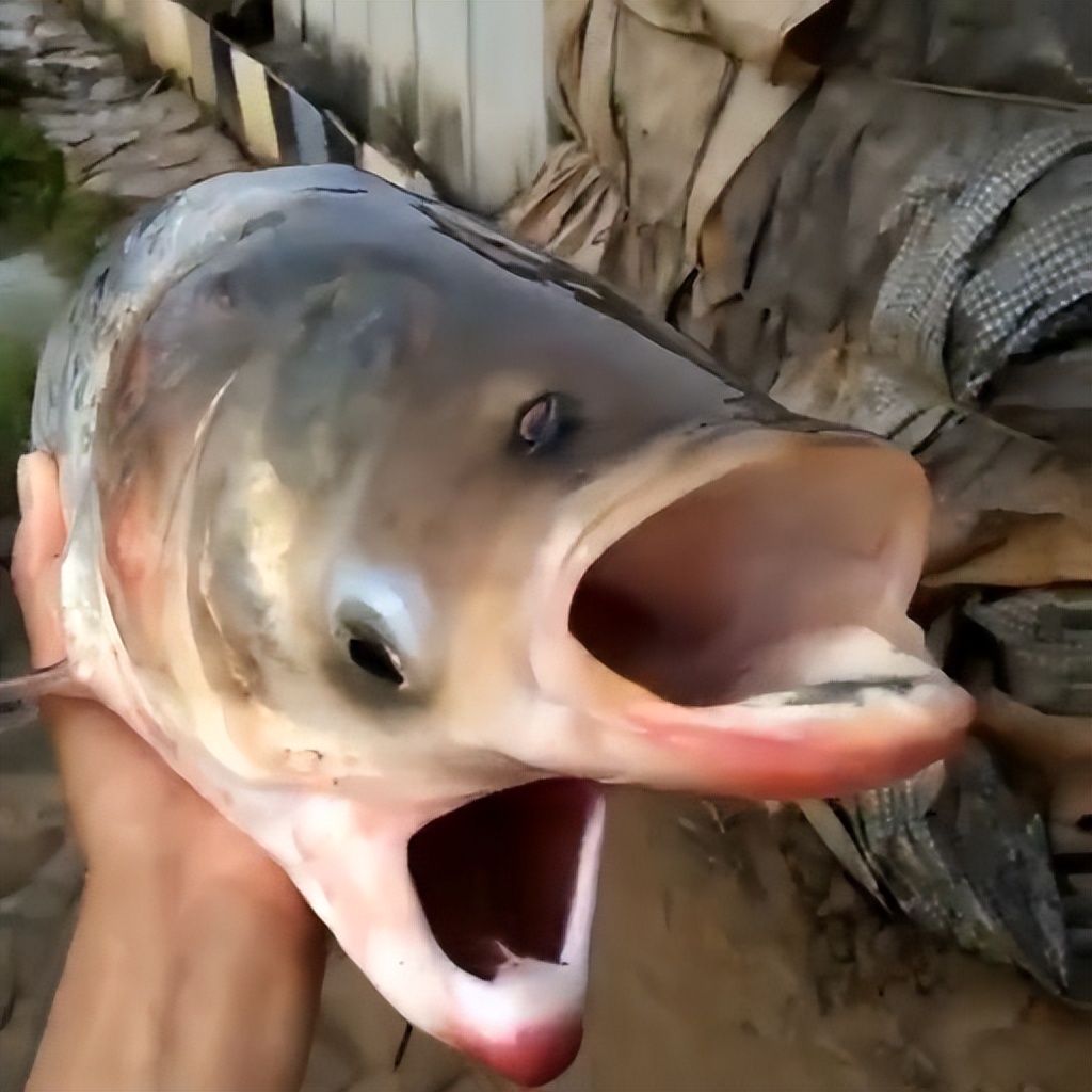 权游血色婚礼剧照,权游血色婚礼很震撼吗