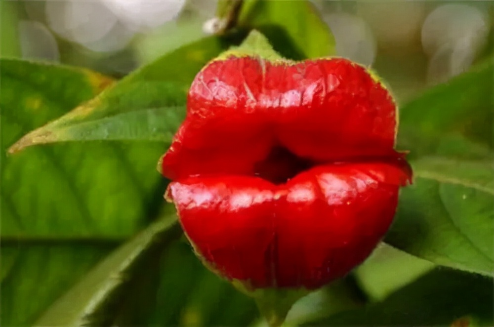 最香的五种兰花哪种兰花耐寒,春夏秋冬四季各是哪几个兰花品种