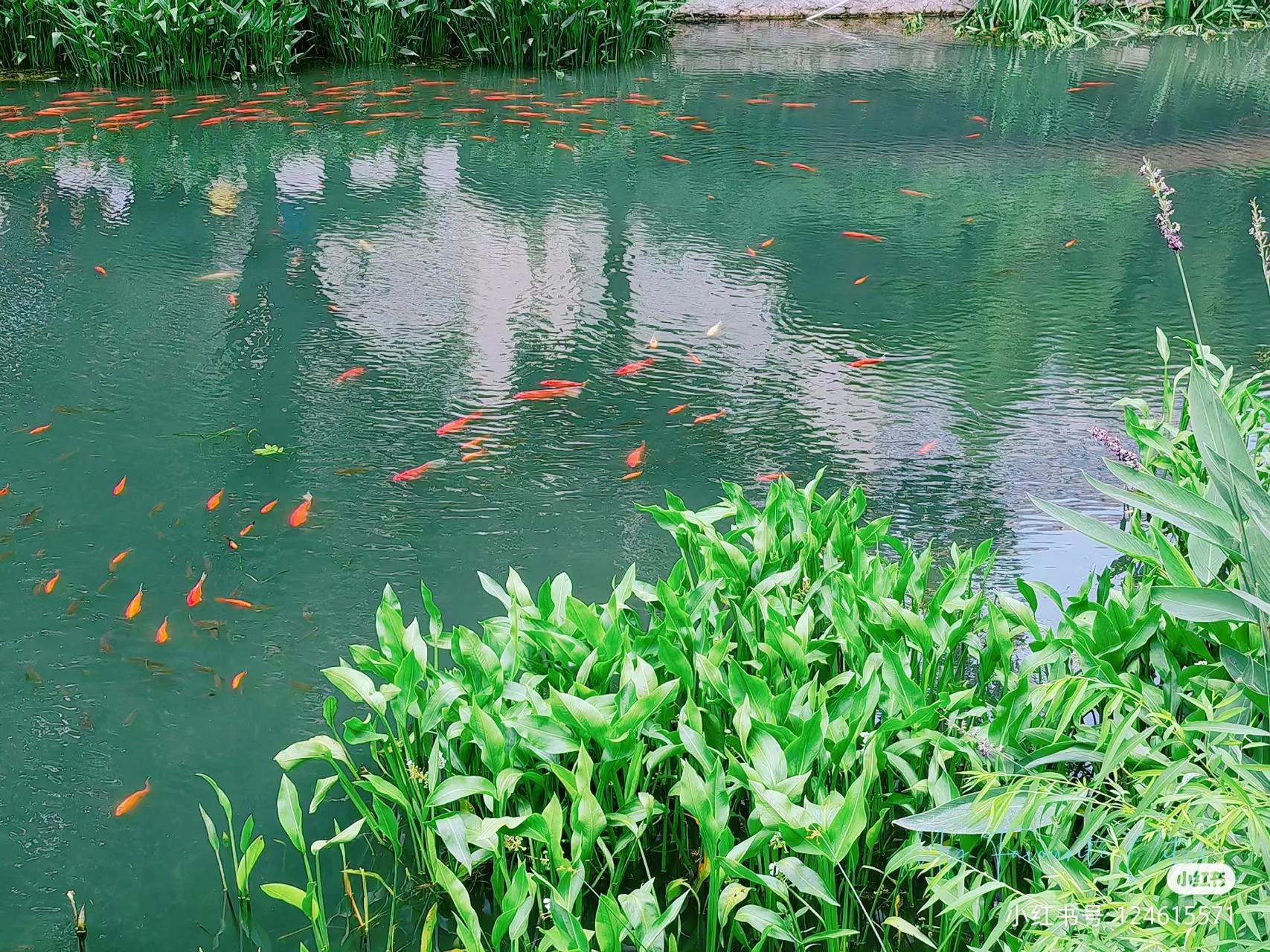 南京旅游攻略最详细攻略,南京旅游自由行详细攻略