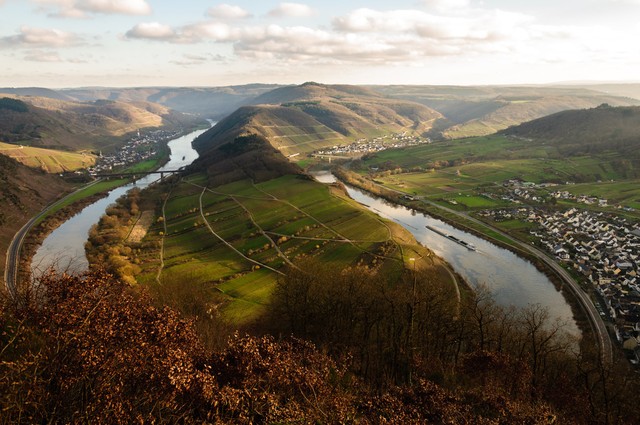 宁夏百年老枸杞,宁夏红枸杞美景