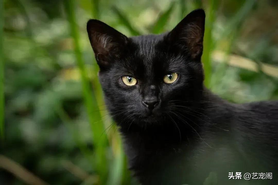 猫毛颜色由什么决定,关于猫毛的100个小知识