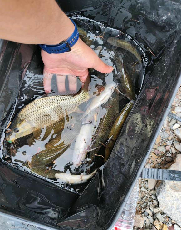 一天钓鱼一两百斤！这些金沙江的钓鱼人过了瘾，也招来骂声