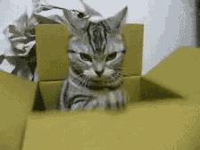 最受欢迎的猫咪十大排名,盘点目前五种最受欢迎的猫咪