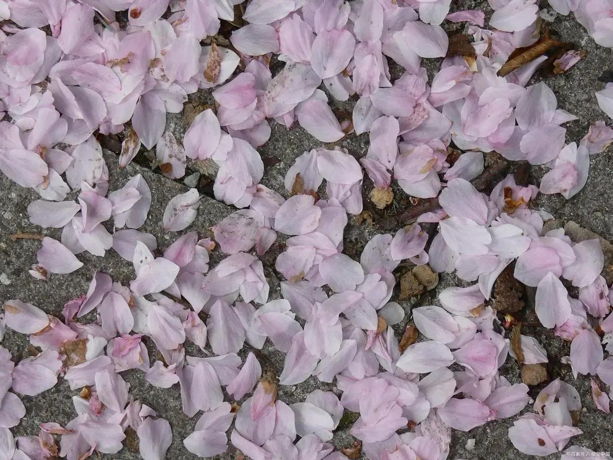 落英缤纷文章,有感于的意思