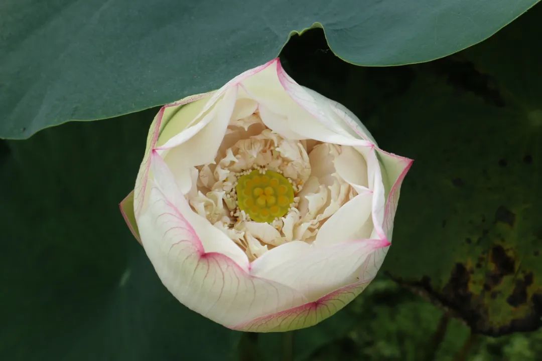绝美的荷花品种大全图集,超好看荷花品种大型荷花