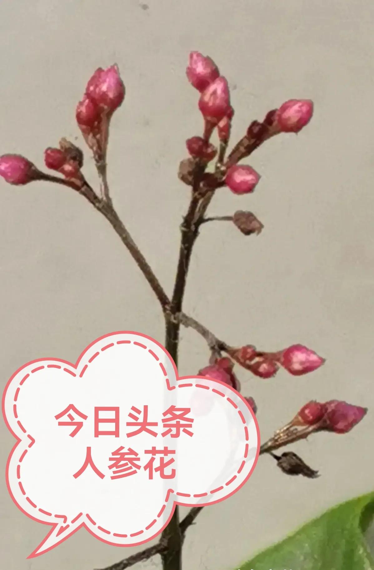 伤残等级跟年龄有关系吗,伤残程度