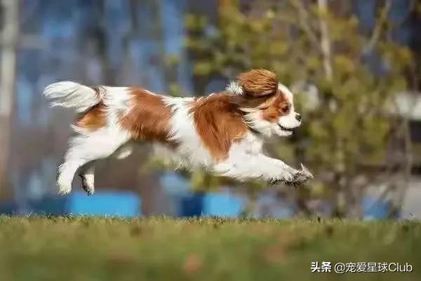 查尔斯王骑士猎犬智商,查尔斯骑士猎犬