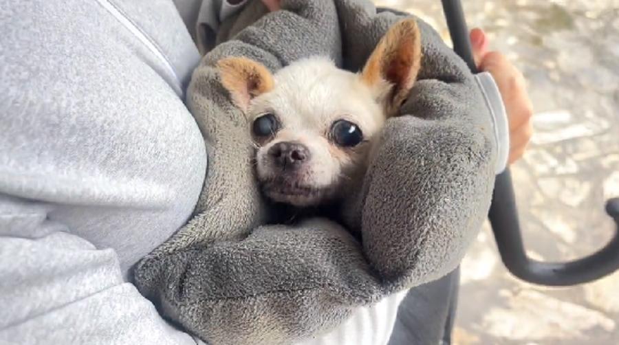 十余年的陪伴，却在台风天里被抛弃，狗狗在求助人怀里无助哀求着