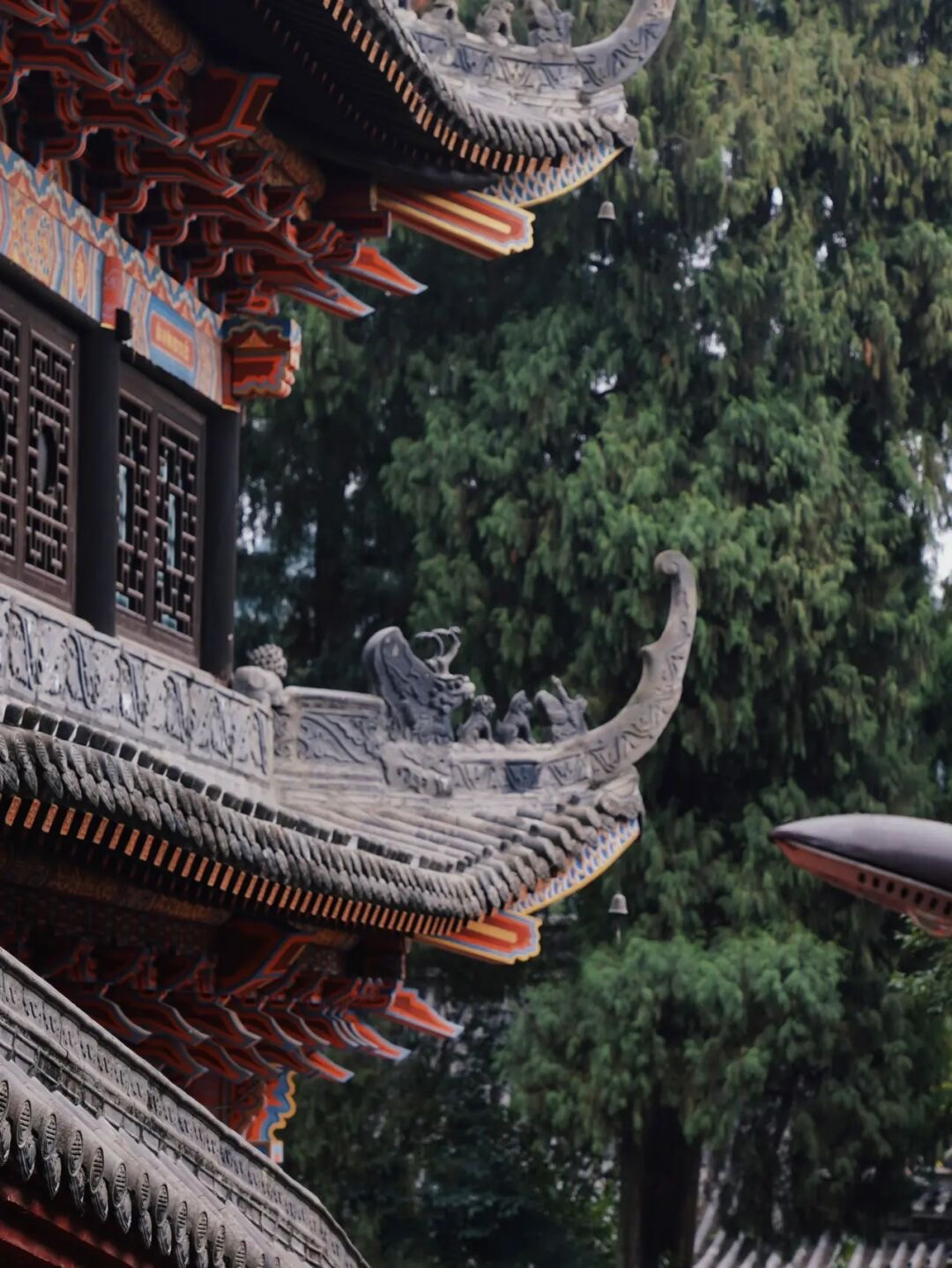 金鸡菊花海旅游攻略,金鸡菊花海美景