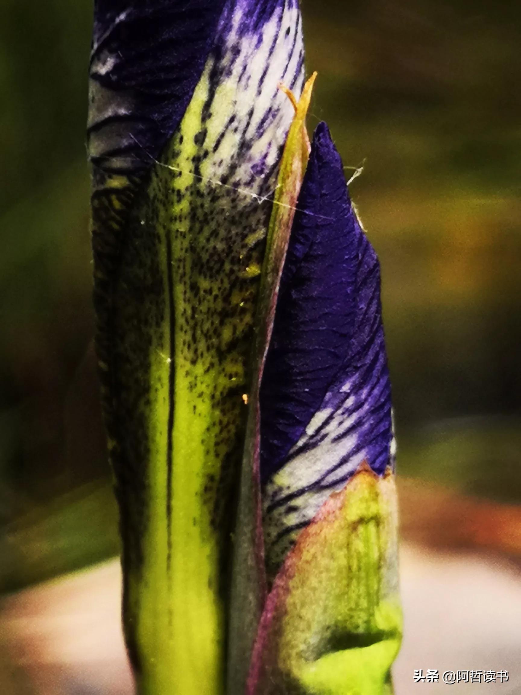 婀娜多姿鸢尾花,鸢尾花婀娜多姿