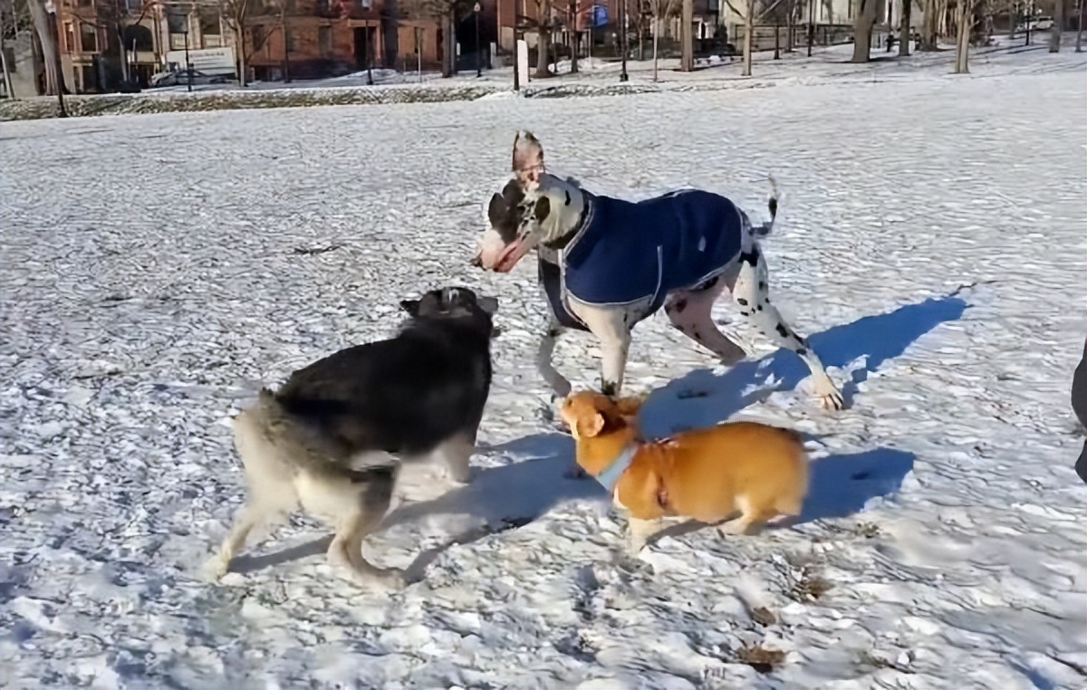 短腿柯基优点缺点,柯基的优点和缺点
