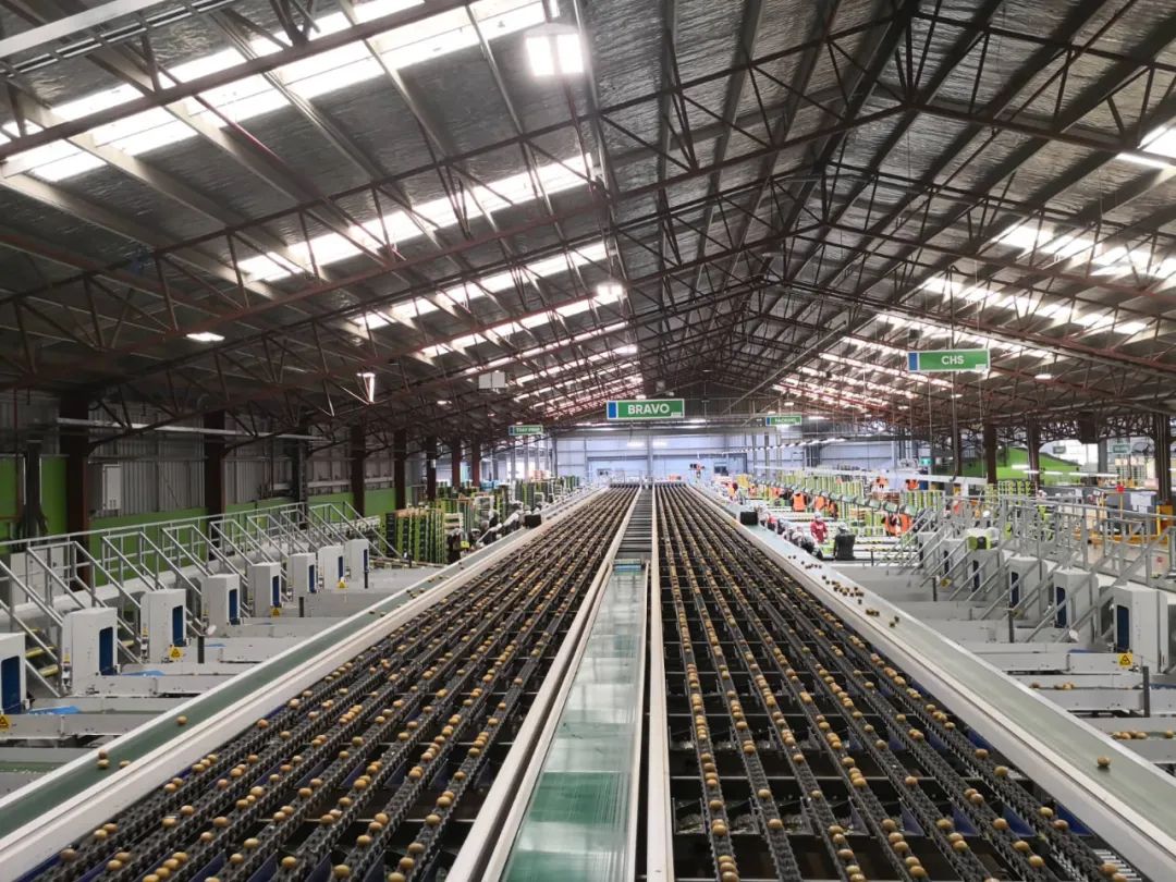 猕猴桃的原产洲在哪里,新西兰猕猴桃发展