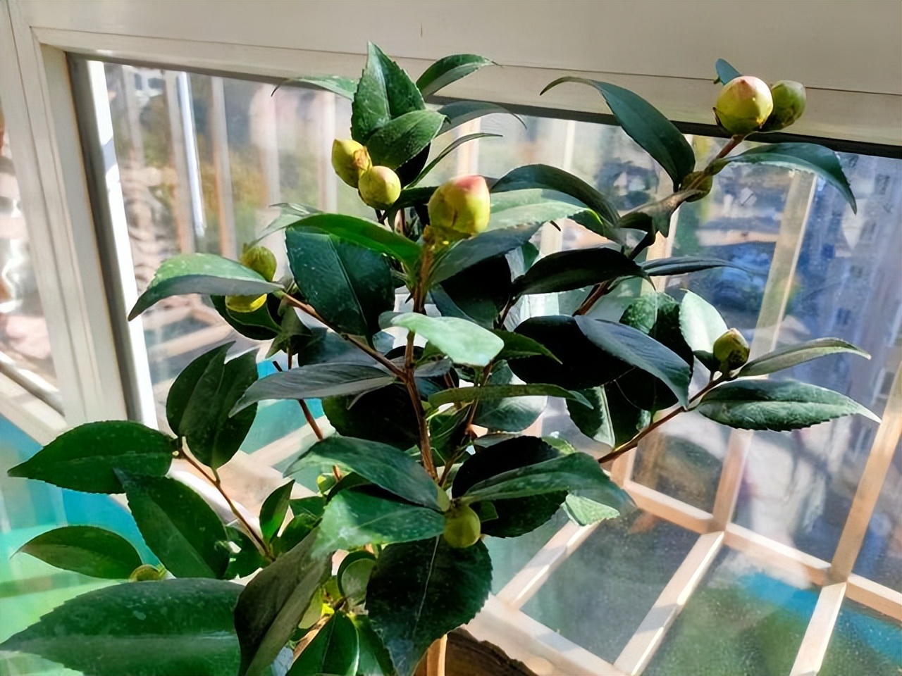 卧室适合放哪种花,室内净化空气的花卉