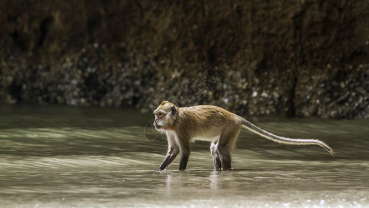 日本著名旅游景点，和人一起泡温泉的雪猴，地位不够只能被冻死