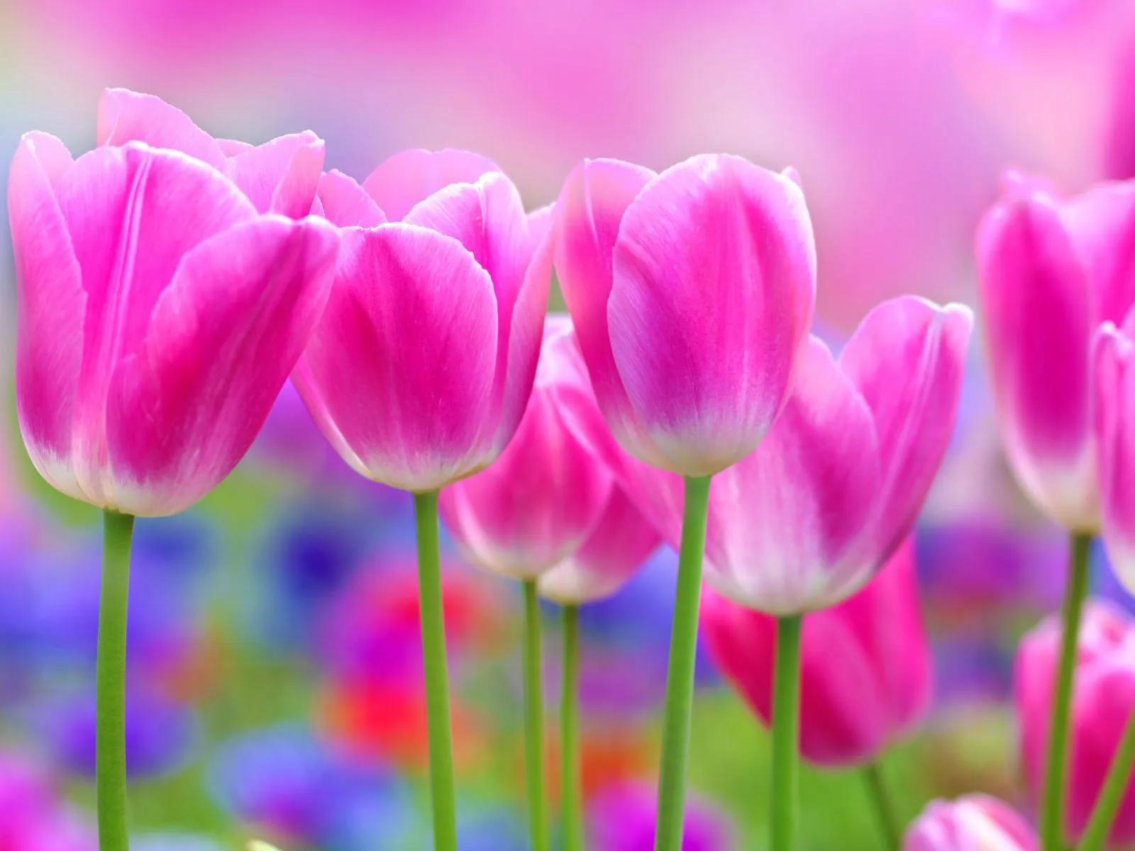 欣赏阳春三月邂逅浪漫郁金香,三月赏郁金香