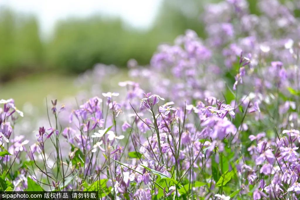 京城四月花事多,在二月兰花海中遇见小松鼠~