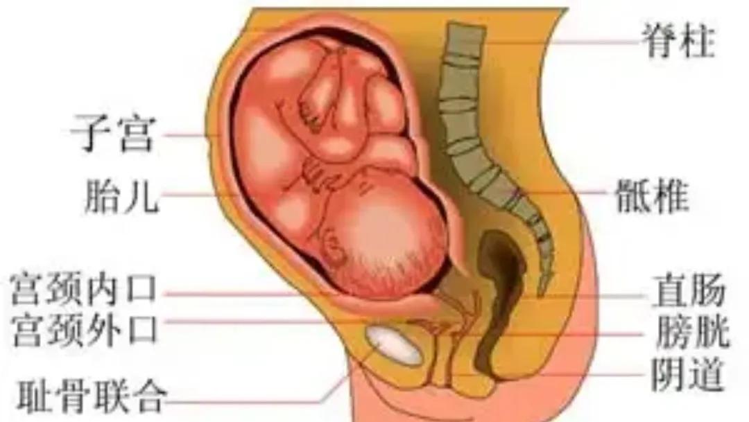 怀孕期间怎么调节情绪,怀孕的时候怎么才能保证胎儿健康