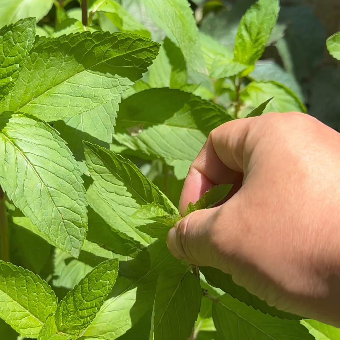 炎炎夏日、薄荷泡熟普