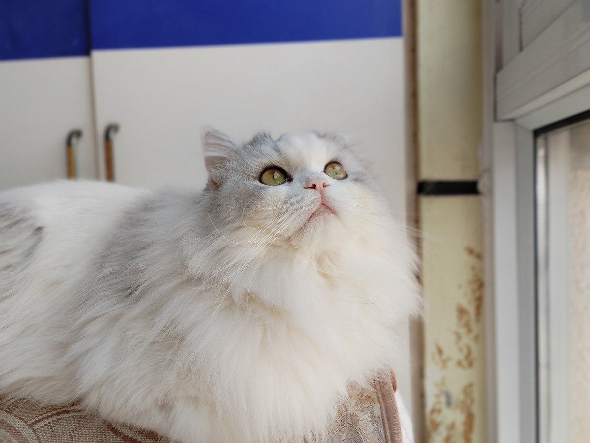 华为鸿蒙手机畅享系列的怎么样,华为畅享60鸿蒙手机值得购买吗