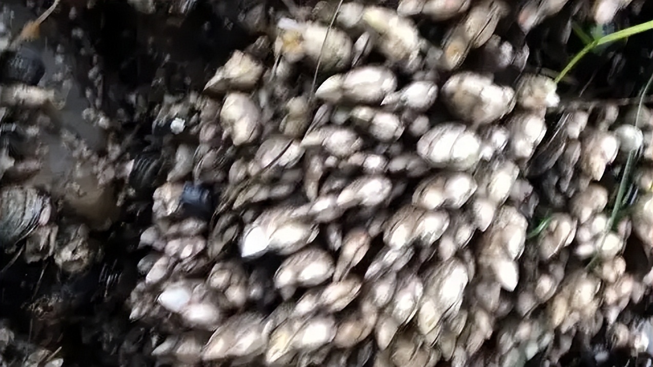 中国人吃藤壶,哪个地方的人吃藤壶