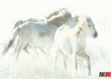 刘立夫|白马非马是不是诡辩？