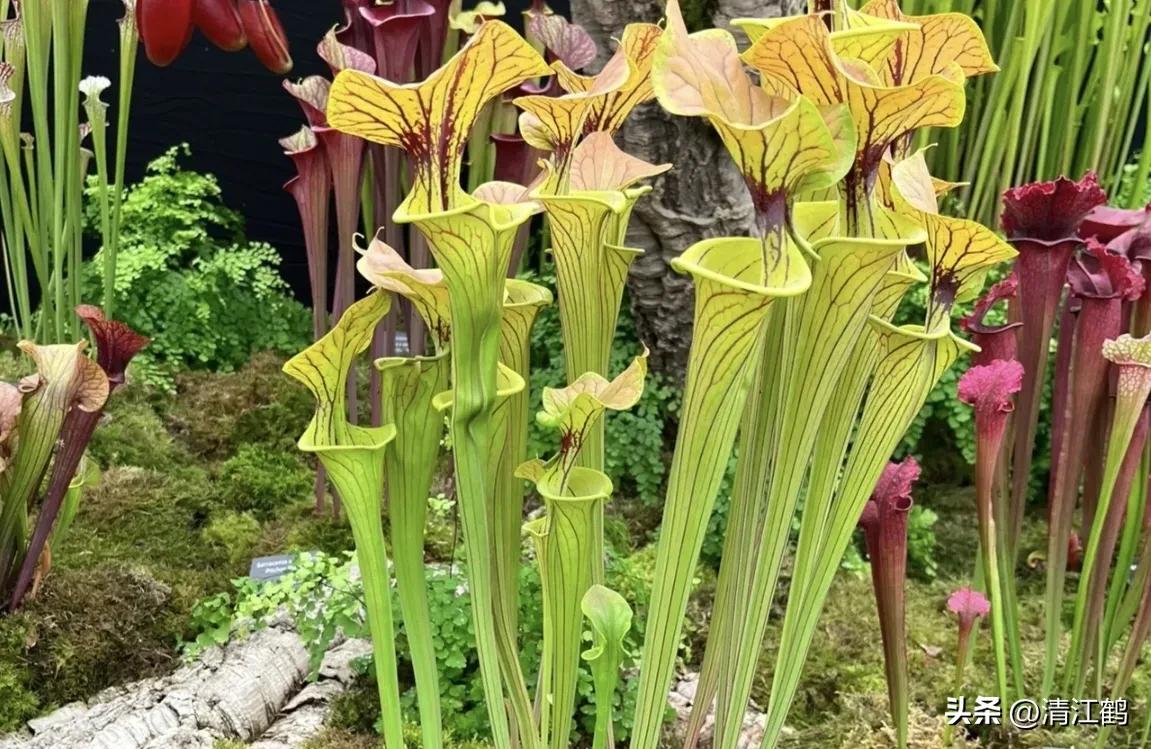 有什么推荐的食虫植物,又好看又便宜的食虫植物