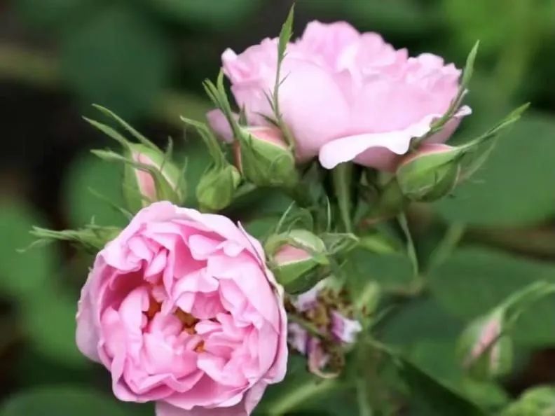 七夕卖玫瑰花要准备什么,七夕买红玫瑰还是彩色玫瑰