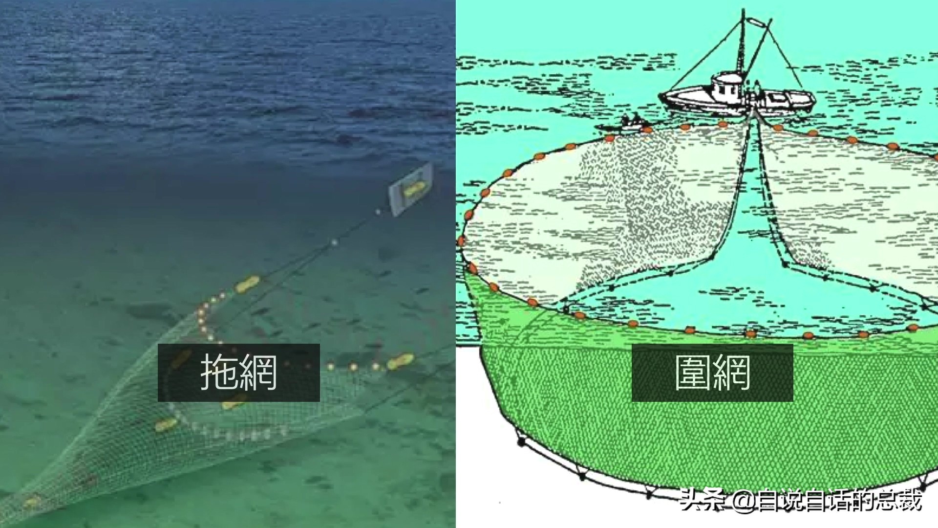 目前野生大黄鱼为什么这么贵,大黄鱼最贵价格多少钱一斤